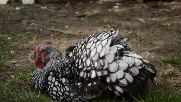 汉斯以传统的农村谷仓为食靠近鸡站在谷仓的院子里和鸡舍免费家禽视频的预览图