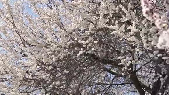 蓝天背景上盛开的杏树视频的预览图