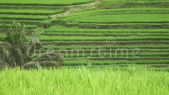 印度尼西亚巴厘岛Jatiluwih山地和农民住房的水稻梯田景观视频的预览图