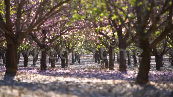 花园里有盛开的桃树视频的预览图