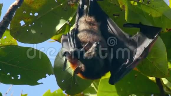 飞狐挂在树枝上洗衣服视频的预览图