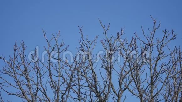 户外蓝天自然景观的干燥树枝视频的预览图