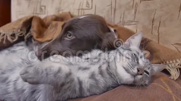 猫和友谊一只狗正睡在室内有趣的视频猫和狗有趣视频的预览图