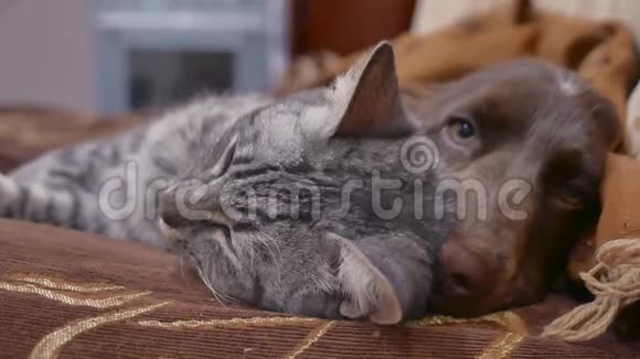 猫和狗在室内一起睡觉友谊的有趣视频猫和狗视频的预览图