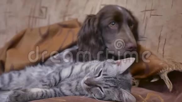 一只猫和一只狗在室内睡在一起有趣的友谊视频猫和狗视频的预览图