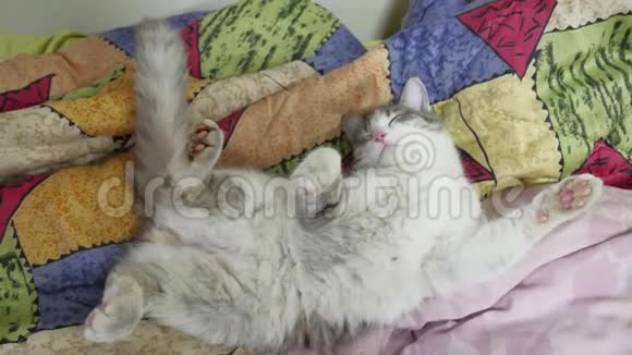 可爱的猫在睡觉有趣的小猫睡在白色的床上视频的预览图