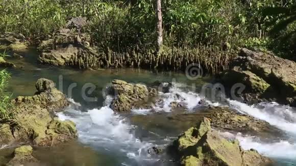 红树林根间的清水流动视频的预览图