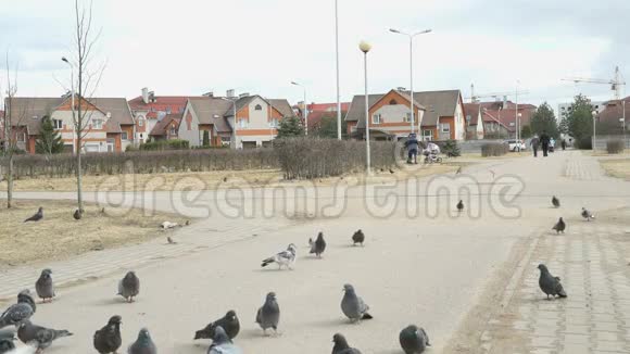 一群在街上吃柳枝草的鸽子视频的预览图