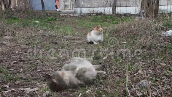 街上无家可归的流浪猫视频的预览图