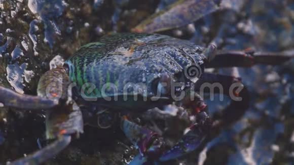 海滩岩石上的螃蟹特写视频的预览图