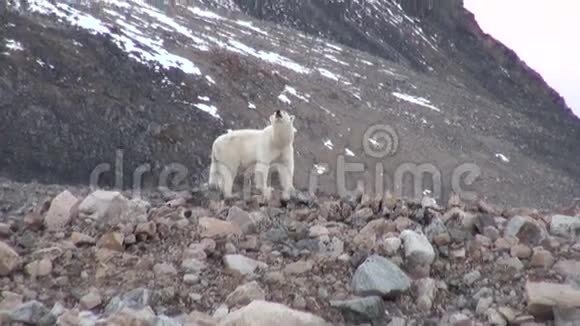 位于斯瓦尔巴冰冻原荒凉的岩石海岸上的白色北极熊视频的预览图