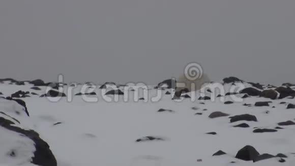 在斯瓦尔巴的冻原荒凉的冰面上的白色北极熊视频的预览图