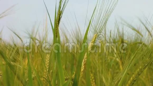 种在田间的绿色小麦视频的预览图