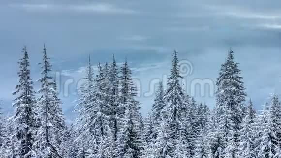 美丽的冬季景观白雪覆盖的树木冬天的山视频的预览图