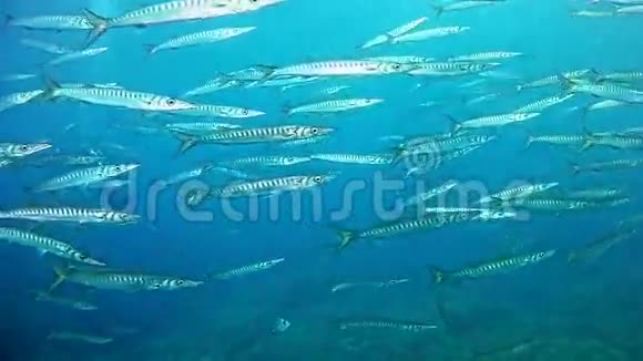 地中海潜水巴拉库达斯浅滩视频的预览图