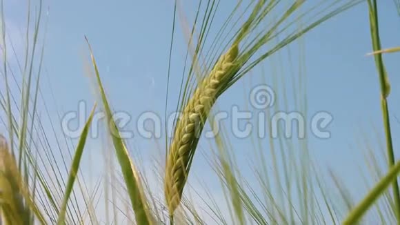 种在田间的绿色小麦视频的预览图