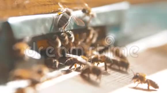 慢动作录像一群蜜蜂进入生活方式蜂房收集花粉熊蜂蜜养蜂概念视频的预览图