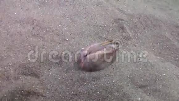 海星捕食贝壳上的沙底视频的预览图