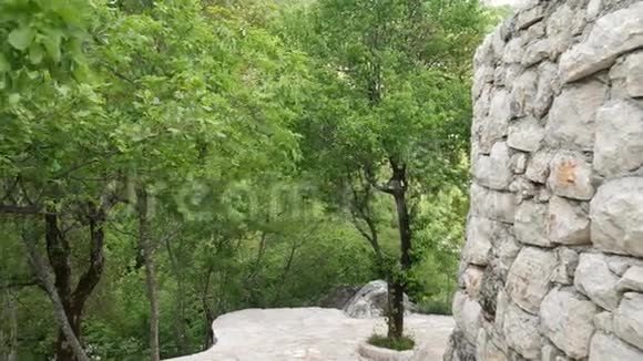 黑山的森林森林中的纹理树视频的预览图
