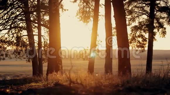 日落时的针叶林视频的预览图