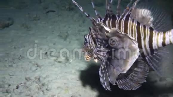 红海海底背景海洋景观中的蝎子鱼视频的预览图
