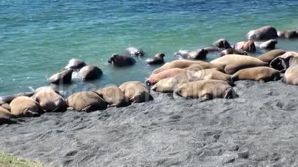 海象群栖息在北冰洋海岸的新地球瓦伊加奇岛上视频的预览图