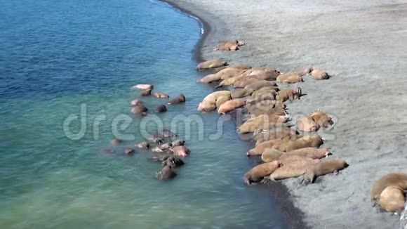 海象群栖息在俄罗斯新地球北冰洋海岸视频的预览图