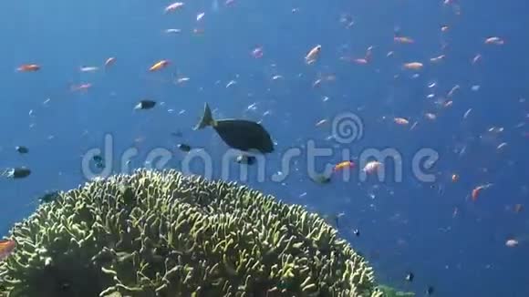 安蒂亚斯和珊瑚礁上的水坝视频的预览图