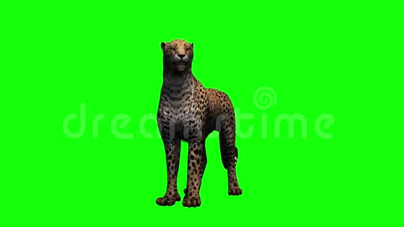 猎豹站着环顾四周绿色的屏幕视频的预览图