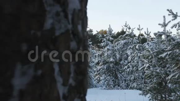 白雪皑皑的冬林圣诞节视频的预览图