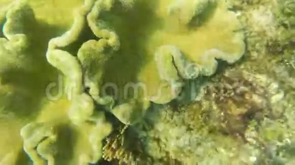 热带海洋中的软珊瑚视频的预览图