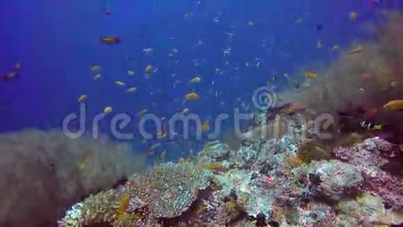 海底清澈海底背景下的黄鱼流派视频的预览图