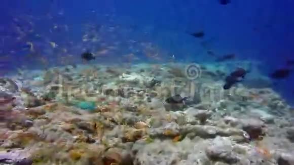 海底清澈海底背景下的鱼群视频的预览图