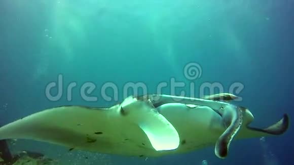 曼塔雷在马尔代夫海洋水下学校鱼的背景下放松视频的预览图