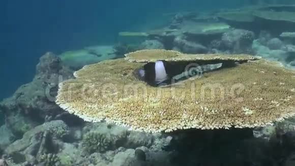 马尔代夫海底清澈海底背景上独特的美丽鱼类视频的预览图