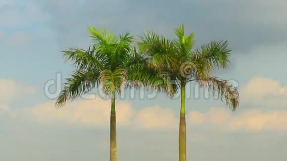 棕榈树和天空视频的预览图