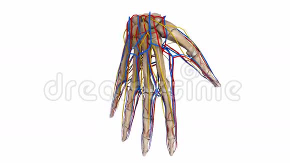有血管和神经的手掌骨视频的预览图