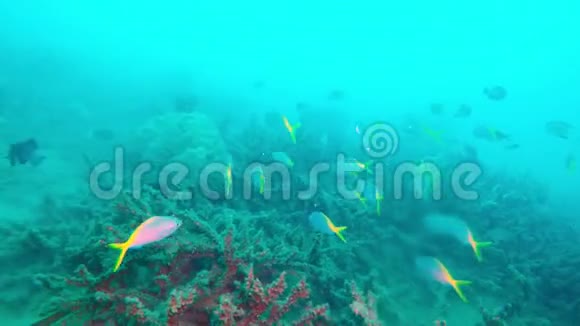 热带海洋不同颜色的鱼类和珊瑚的水下景观视频的预览图