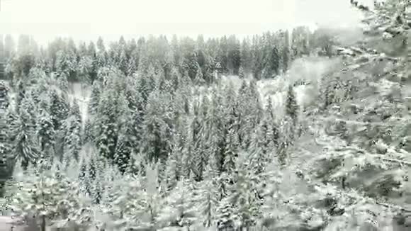 山中针叶林视频的预览图