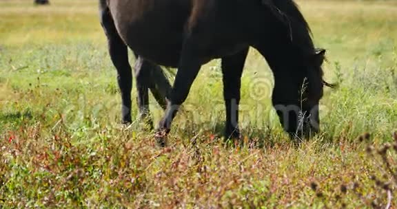 云南香格里拉草原上放牧4K马视频的预览图