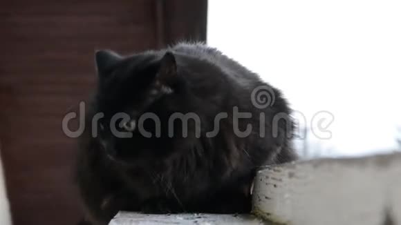 浓密长发的肖像黑色的香蒂里蒂芙尼猫闭上胖猫的眼睛一双漂亮的绿色眼睛坐在家里视频的预览图
