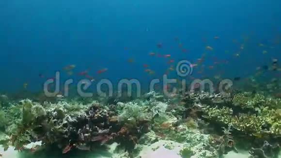 珊瑚礁与安蒂亚斯和大坝自私视频的预览图