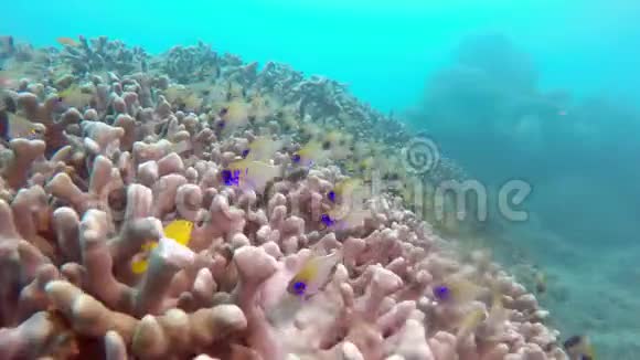 热带海洋不同颜色的鱼类和珊瑚的水下景观视频的预览图