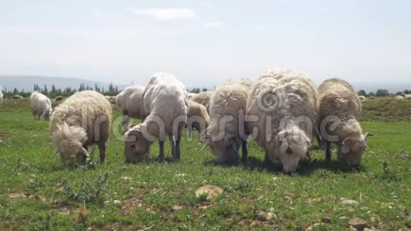 一群羊在山上的背景下在田野上放牧视频的预览图