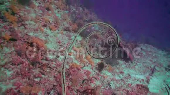 马尔代夫水下独特美丽的海底视频的预览图