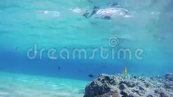 红海珊瑚礁上美丽多彩的热带鱼埃及视频的预览图