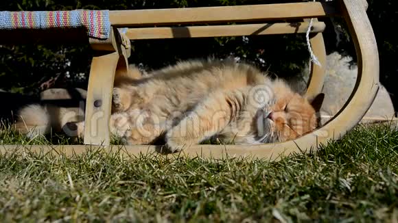 花园里躺着一只骄傲的好姜猫视频的预览图