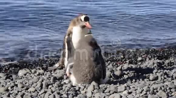 登图企鹅喂养小鸡视频的预览图