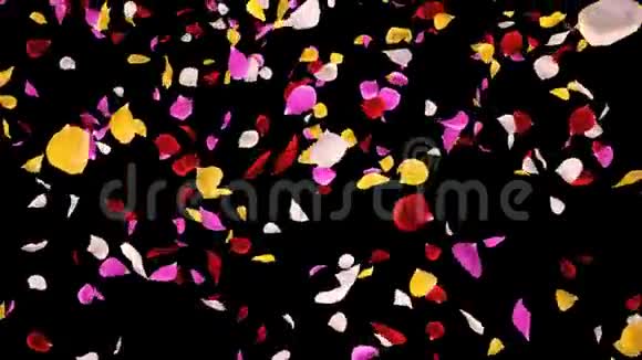 飞翔着浪漫的生机勃勃的五颜六色的玫瑰花瓣飘落着阿尔法分离回路视频的预览图