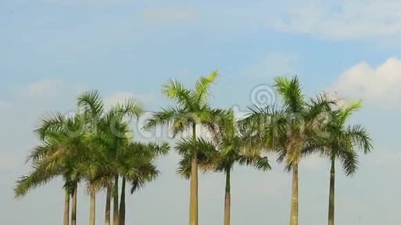 棕榈树和天空视频的预览图